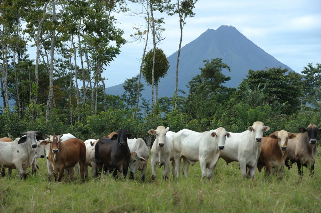 Ganadería costarricense a la&nbsp;vanguardia