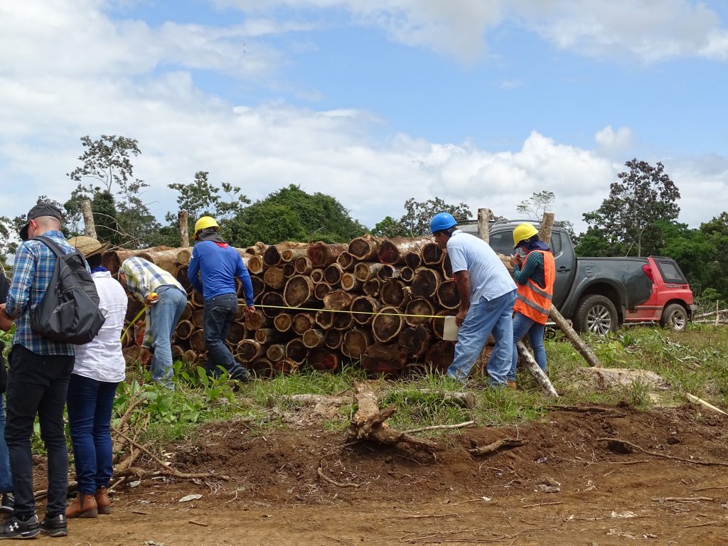 Costa Rica aspira a implementar inteligencia artificial para el manejo forestal&nbsp;sostenible